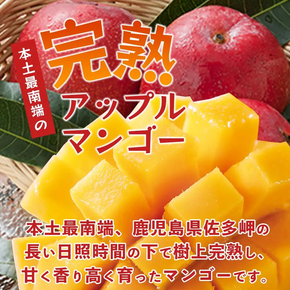 ≪先行予約・数量限定≫ ☆本土最南端☆佐多の果樹園で育てた 完熟アップルマンゴー 約2kg (3～5玉) 【2026年7月上旬以降順次発送】 ST-408 ｜鹿児島県 南大隅 産地直送 旬 マンゴー 