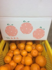 【8回定期便】高知県 須崎市産 産地直送 果物 野菜 フルーツ