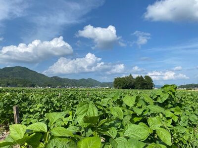 丹波篠山黒豆プリンと川北黒大豆のセット BT11