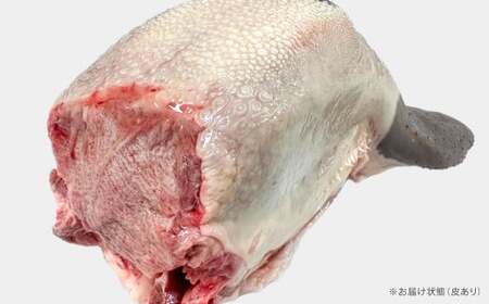 幻の牛タン これが和牛の牛タンです 黒毛和牛 和牛 牛タン 肉 お肉 高級 サシ 焼肉 BBQ 希少 新鮮 国産 九州産 冷蔵【2025年1月上旬～2月下旬発送予定】