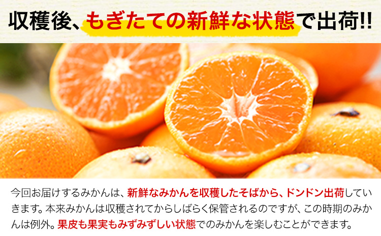 訳あり みかん くまもと小玉みかん 約 5kg (2.5kg×2箱)  蜜柑 柑橘 《11月中旬-12月上旬頃出荷》 ご家庭用 小玉 たっぷり 熊本県産 S-3Sサイズ 期間限定 フルーツ 5000 