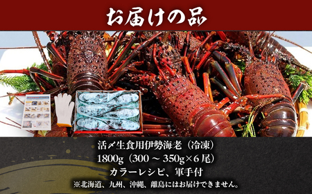 活〆生食用伊勢海老（冷凍）1800g（300～350g）×6尾  ONJB041
