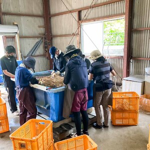 【先行受付】新生姜 4kg 水洗いのみ 生姜 生姜湯 ジンジャー しょうが ショウガ 4キロ 野菜 旬 季節限定 佃煮 甘酢漬け ジンジャーエール サラダ 新鮮 温まる 温活 冷え対策 国産 高知県 