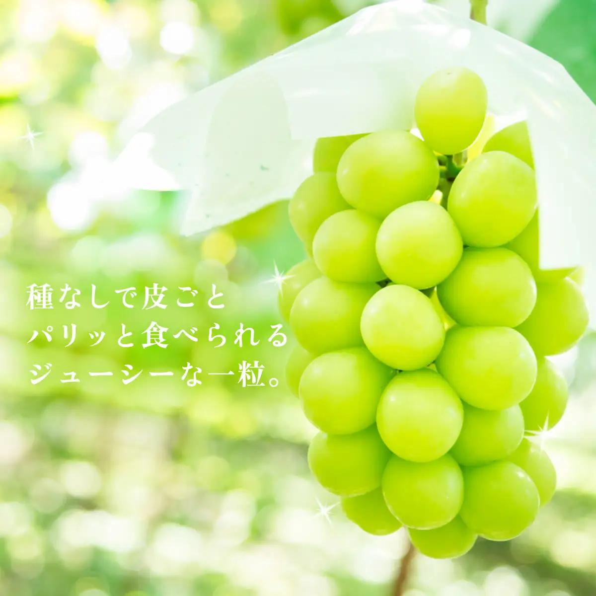 シャインマスカット 1房 ( 約650g ) + 粒パック100g ＆ 梨 2玉 ( 豊水梨 or あきづき )