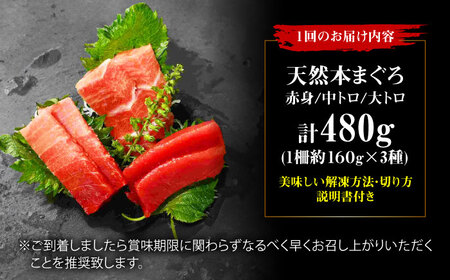 【全12回定期便】たね熟天然本まぐろ赤身＆中トロ＆大トロセット(各160g 計480g)[AOCE045]マグロ