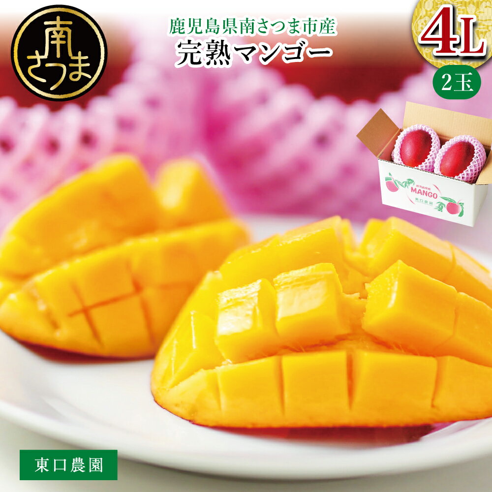 【ふるさと納税】【数量・期間限定】 鹿児島県産 完熟マンゴー 4L 2玉 ＜2025年6月～順次発送＞ 贈答品用 ギフト オリジナル白箱入り アップルマンゴー アーウィン種 果物 フルーツ 国産 鹿児島県南さつま市金峰町産 東口農園 送料無料
