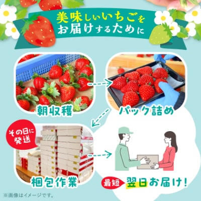 【2027年1月発送開始】【訳アリ】岡山県美作市産　いちご詰合せ(約270g×4パック)【配送不可地域：離島・北海道・沖縄県】