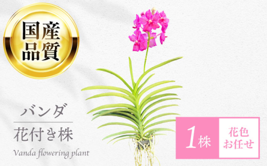 洋ラン バンダ 花付き株（花色お任せ） 花 生花 インテリア 吊り下げ 根 むき出し ワイルド おしゃれ 珍しい 希少 国産 青色 紫色 ピンク色 鑑賞 癒し 玄関 リビング ガーデニング 園芸 植物 鉢植え不要 華やか 上品 高級感 ギフト プレゼント 贈り物 贈答 お返し 内祝い お祝い 記念日 誕生日 母の日 敬老の日 おすすめ 人気 岐阜市 / フローラ・ヤノオーキッド [ANGK002]