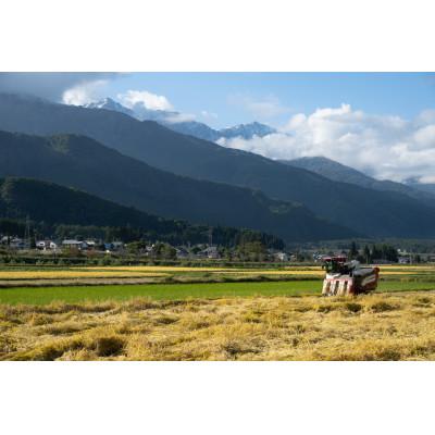 ふるさと納税 白馬村 【令和6年産】『白馬そだち』長野県白馬村産　お米　ミルキークイーン10kg(精米) |  | 03