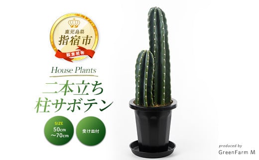 
5月～発送【観葉植物】二本立ち柱サボテン50cm～70cm(Green Farm M/021-1511) 観葉植物 植物 鉢付 インテリア 室内 オフィス おしゃれ プレゼント ギフト 開店祝い 移転祝い マイナスイオン【配送不可地域：北海道・沖縄県・離島】

