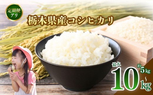 
                  [選べるグラム数、定期便] こしひかり 白米 5kg  10kg 定期便3回| お米 米 こめ 白米 コシヒカリ こしひかり 美味しい お弁当 選べる ふるさと 納税 栃木県 矢板市
                