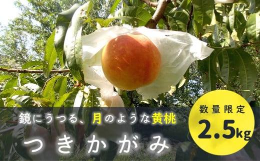 KM05-25A 黄桃 つきかがみ 2.5kg以上 （6～10玉） ／8月下旬～9月中旬頃 発送予定 //長野県 南信州 松川町 モモ 黄桃 贈答 産地直送 新鮮  約3kg