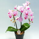 【ふるさと納税】 花鉢 ミディ 胡蝶蘭 2本立て ピンク 鉢植え お花 ガーデニング ランラン 植物 ギフト コチョウラン