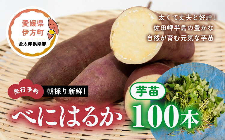 【順次発送可能】朝採り新鮮！べにはるか 芋苗（100本）| 紅はるか さつまいも サツマイモ 家庭菜園 ※2024年5月下旬～8月初旬頃に順次発送予定