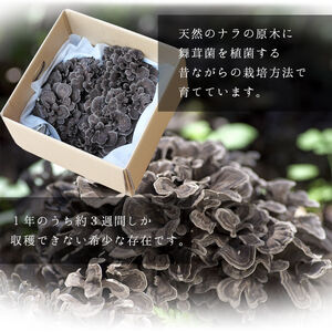 【先行予約】丹波山村産原木舞茸約1kg 2025年9月下旬より順次発送予定【tab0005】