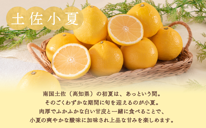 [数量限定] 土佐小夏の パウンドケーキ ＜お中元ギフト [到着目安7月中旬]＞【ひみつのひとさじ】 | 焼き菓子 焼菓子 洋菓子 スイーツ デザート おやつ ケーキ しっとり ふわふわ 添加物不使用