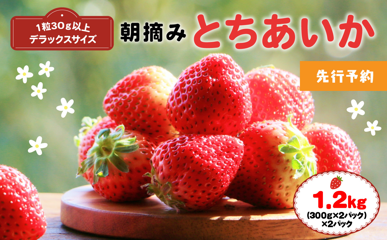 
【先行予約】厳選朝摘み とちあいか ３Lより大きいデラックス 1.2kg 真岡市 栃木 送料無料
