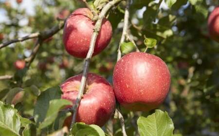 りんご 3kg 【品種おまかせ】 ★大和田果樹園★ 果物 3キロ 米崎りんご