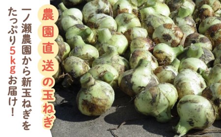 新玉ねぎ （サイズ混合） 約5kg / 玉葱 早生 [IBQ003]