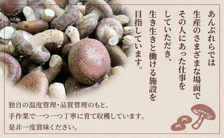 【遠州どまんなかしいたけ】 生しいたけ・乾燥しいたけセット (生しいたけ 約400g , 乾燥しいたけ　丸大 80g1袋 丸小 30g1袋 , スライス 小35g2袋)　干し椎茸 産地直送 国産 料理