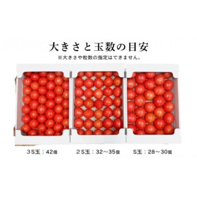【特選】トマト 美味しんぼに登場したトマト「桃太郎」大箱 28玉～42玉　ランク:特選　糖度9度以上【配送不可地域：離島・沖縄県】