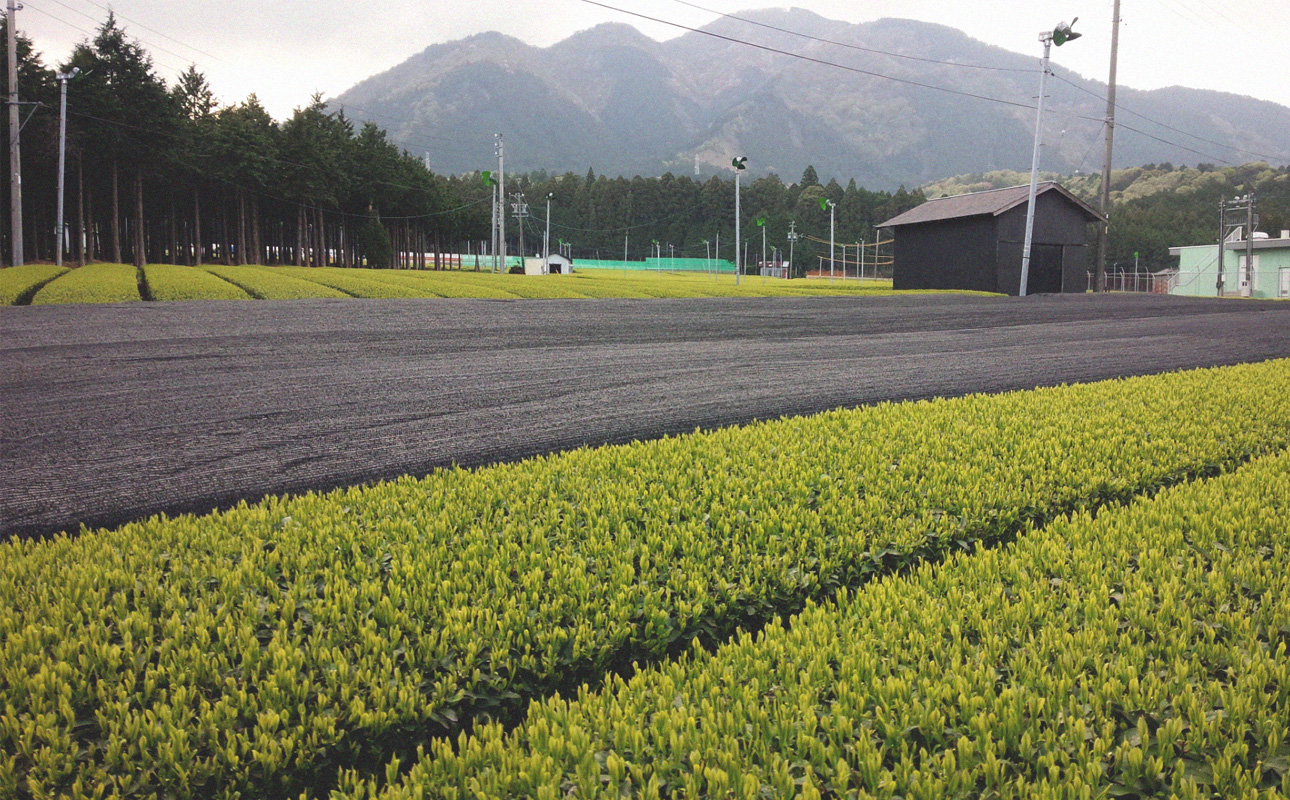 四日市認定地場特産品【泗水十貨店（しすいじっかてん）】濃い抹茶グリーンティ　有糖２本　手提げ袋付き