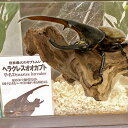 【ふるさと納税】世界最大のカブトムシ！【ヘラクレスオオカブト】オス・メス各1匹 サイズ/♂140ミリ前後・♀お任せ 飼育セット カブトムシ 昆虫 成虫 生体 子ども こども 観察 飼育 お誕生日 贈り物 プレゼント 福岡県 嘉麻市産 送料無料