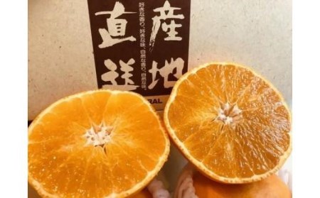【2026年12月上旬頃から順次発送】特級品 愛果28号 (紅まどんな と同品種) 3kg | 紅まどんな と同様 みかん 愛媛県 松山市【TMN0111】