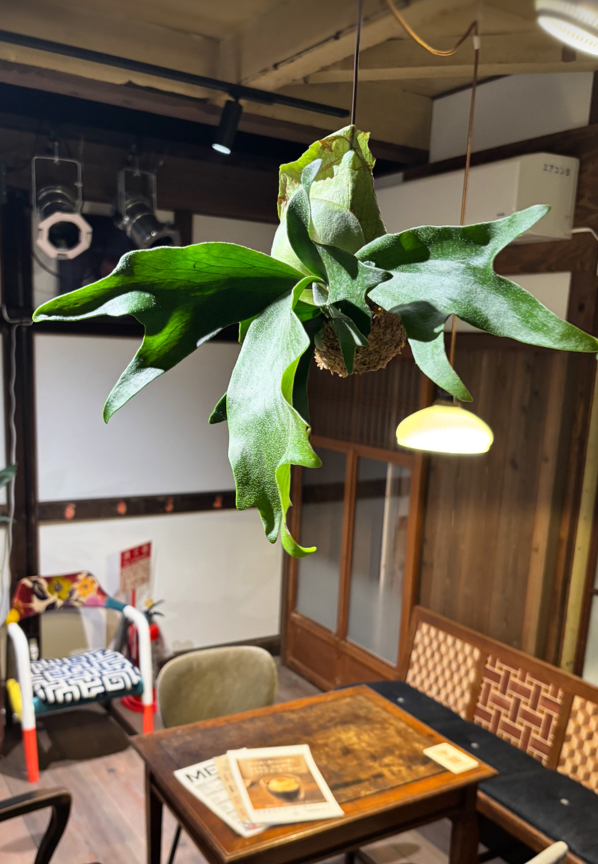 ビカクシダ苔玉 Ichirensoo 滋賀県 東近江市 B29 観葉植物 コウモリラン おしゃれ インテリア グリーン ギフト プレゼント 室内 小型 育てやすい 初心者 ハンギング