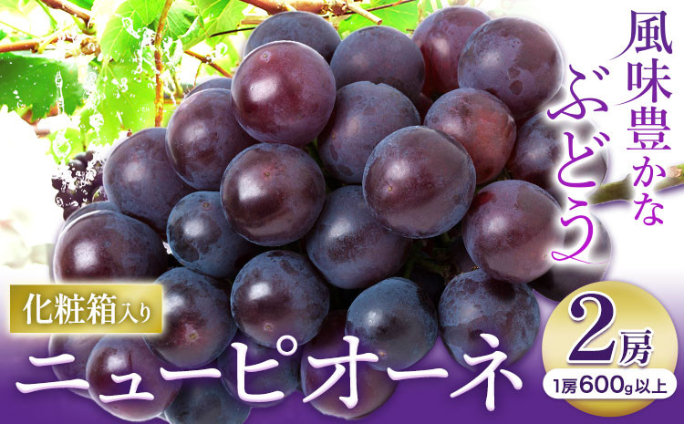 
                  【2026年先行予約】ニューピオーネ 1房600ｇ以上 2房 化粧箱入り 株式会社山博(中本青果)《2026年8月下旬-10月上旬頃出荷》岡山県 浅口市 ぶどう フルーツ ギフト 贈答用 旬 果物 国産 岡山県産 送料無料【配送不可地域あり】
                