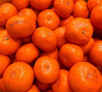 【ご家庭用訳あり】紀州和歌山有田産温州みかん7.5kg ※2024年11月下旬〜2025年1月下旬頃に順次発送予定