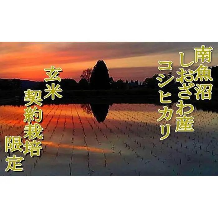 【令和7年産】【玄米６Kg】●玄米● 生産者限定 南魚沼しおざわ産コシヒカリ【銘柄米 ブランド米 玄米 こしひかり コシヒカリ 魚沼産 新潟米 産地直送 お米 米 こめ コメ ご飯 御飯 ごはん】