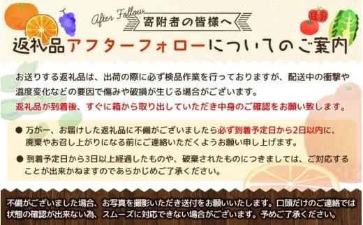 厳選 柑橘詰合せ 1kg+250g（傷み補償分）【有田の春みかん詰め合わせ・フルーツ詰め合せ・オレンジつめあわせ】【光センサー選別】 / 果物 くだもの フルーツ 柑橘 和歌山 ※2027年1月〜4月