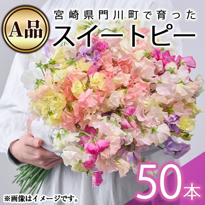 【ふるさと納税】期間限定！＜A品＞スイートピーミックス(50本)花 フラワー 切り花 植物 ギフト 贈り物 プレゼント インテリア 常温 保存 宮崎県 門川町【AL-3】【安田農園】