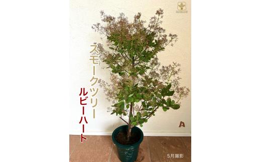 B-022  けむりの木　スモークツリー「ルビーハート」（7号鉢植）　※沖縄・離島への配送不可