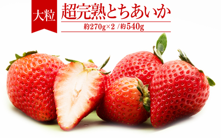 いちご【2月以降発送】朝採れとちあいか 大粒 約270g×2パック 合計 約540g |イチゴ いちご