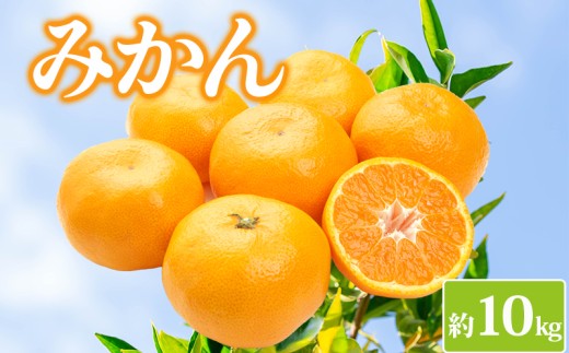 【先行予約】みかん 約10kg 柑橘 ミカン 蜜柑 オレンジ 果物 くだもの フルーツ 果実 ギフト 贈答用 プレゼント 11月～ 順次発送 香川県 丸亀市