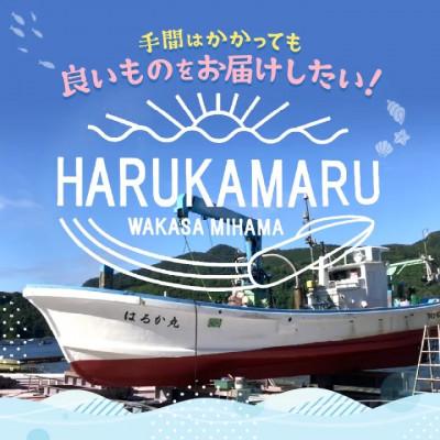 ふるさと納税 美浜町 【活きたイカをご提供しているはるか丸が活〆!鮮度格別】急速冷凍したお刺身で食べるヤリイカ約1kg |  | 03