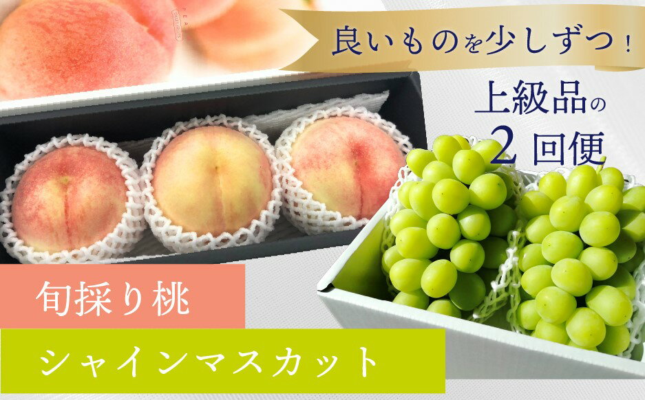 【ふるさと納税】【発送月固定定期便】【きよとうファーム】厳選された大玉桃3玉と大粒シャインマスカットの定期便!全2回【配送不可地域：離島】ぶどう ブドウ モモ もも フルーツ 果物 定期 きよとう果樹園 真庭市【KF-T037-02】