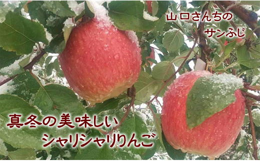 8-013-018　山口さんちのりんご（サンふじ） 5kg【1月発送】