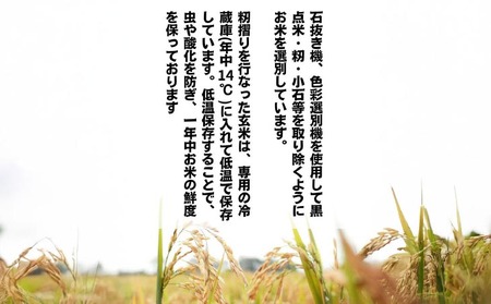 令和7年産新米　淡路島産キヌヒカリ　玄米5kg