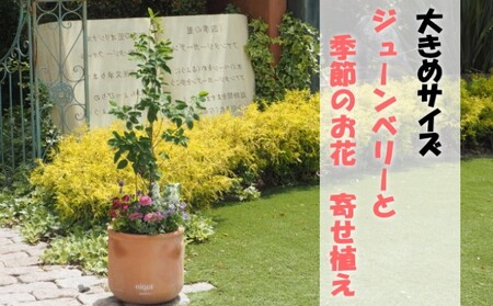 苗木 大きめサイズ ジューンベリーと季節のお花 苗木