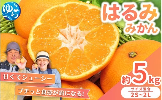 はるみ みかん 5kg S～4Lサイズ混合 / くだもの 甘い 柑橘 果物 和歌山 ※2027年2月上旬～2月中旬頃に順次発送予定【nktn013-r-5】
