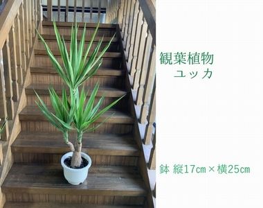 066-11 【4月以降(九州地方から)発送】観葉植物 ユッカ1鉢