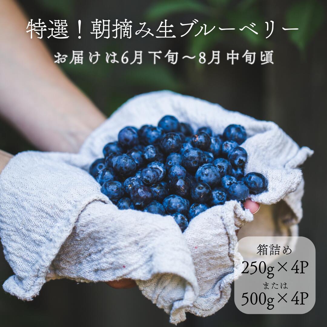 【ふるさと納税】特選！朝摘みブルーベリー　箱詰め　約1kg～2kg　〔YU-01〕