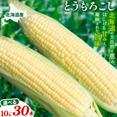 【ふるさと納税】【2025年先行予約】照之家商店鮮度抜群とうもろこし 10本 30本 選べる