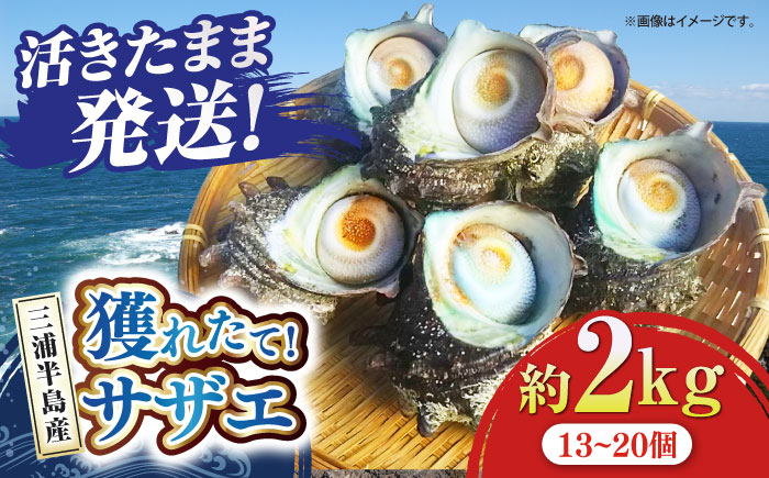 
三浦半島 サザエ 中サイズ 約2kg 13～20個 さざえ 産地直送 貝 冷蔵 【長井水産株式会社】 [AKAJ005]
