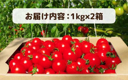 フルティカ 2kg (1kg×2箱) 糸島市 / かわぞえ農園[AAM006]