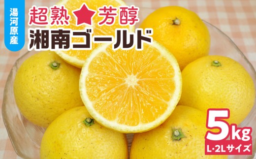 
                  【希少フルーツ】超熟☆芳醇・湘南ゴールド(L・2Lサイズ)5kg　2027年3月下旬頃～4月上旬頃発送予定 | 湯河原町 中玉 Lサイズ 2Lサイズ 5kg 長期熟成 種なし 地域特産品
                
