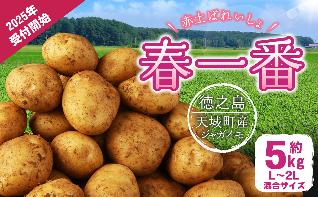 
            徳之島 天城町産 赤土ばれいしょ 新じゃが【春一番】5kg L～2L 混合サイズ ジャガイモ じゃがいも ばれいしょ バレイショ F-4-N
          